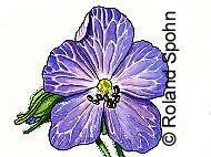 Sach-Illustrationen / Liste Pflanzenillustrationen