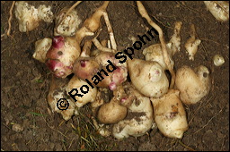 Topinambur, Helianthus tuberosus, Asteraceae, Helianthus tuberosus, Topinambur, Erdbirne, Jerusalemartischocke, Knollen Kauf von 00169helianthus_tuberosusimg_4638.jpg
