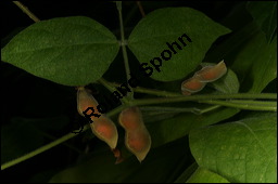 Paternostererbse, Abrus precatorius, Fabaceae, Abrus precatorius