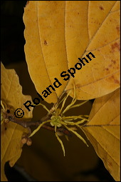 Virginische Zaubernuss, Hamamelis virginiana, Hamamelidaceae, Hamamelis virginiana, Virginische Zaubernuss, Echte Zaubernuss, Blühend, Herbstfärbung Kauf von 00635hamamelis_virginianaimg_4513.jpg