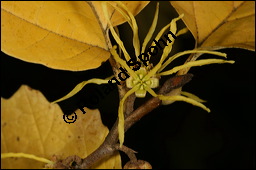 Virginische Zaubernuss, Hamamelis virginiana, Hamamelidaceae, Hamamelis virginiana, Virginische Zaubernuss, Echte Zaubernuss, Blühend, Herbstfärbung Kauf von 00635hamamelis_virginianaimg_4515.jpg