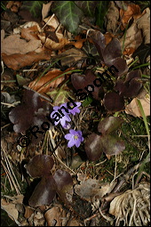 Gewöhnliches Leberblümchen, Hepatica nobilis, Hepatica triloba, Ranunculaceae, Hepatica nobilis, Hepatica triloba, Gewöhnliches Leberblümchen, Blatt Kauf von 00642hepatica_nobilisimg_5252.jpg