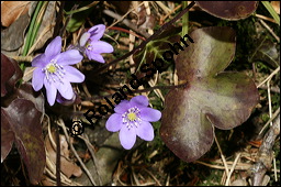 Gewöhnliches Leberblümchen, Hepatica nobilis, Hepatica triloba, Ranunculaceae, Hepatica nobilis, Hepatica triloba, Gewöhnliches Leberblümchen, Blatt Kauf von 00642hepatica_nobilisimg_5253.jpg