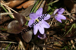 Gewöhnliches Leberblümchen, Hepatica nobilis, Hepatica triloba, Ranunculaceae, Hepatica nobilis, Hepatica triloba, Gewöhnliches Leberblümchen, Blatt Kauf von 00642hepatica_nobilisimg_5254.jpg