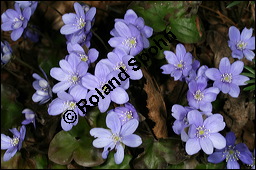 Gewöhnliches Leberblümchen, Hepatica nobilis, Hepatica triloba, Ranunculaceae, Hepatica nobilis, Hepatica triloba, Gewöhnliches Leberblümchen, Blatt Kauf von 00642hepatica_nobilisimg_5528.jpg