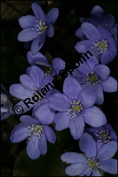 Gewöhnliches Leberblümchen, Hepatica nobilis, Hepatica triloba, Ranunculaceae, Hepatica nobilis, Hepatica triloba, Gewöhnliches Leberblümchen, Blatt Kauf von 00642hepatica_nobilisimg_5529.jpg