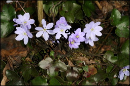 Gewöhnliches Leberblümchen, Hepatica nobilis, Hepatica triloba, Ranunculaceae, Hepatica nobilis, Hepatica triloba, Gewöhnliches Leberblümchen, Blatt Kauf von 00642hepatica_nobilisimg_5531.jpg
