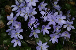 Gewöhnliches Leberblümchen, Hepatica nobilis, Hepatica triloba, Ranunculaceae, Hepatica nobilis, Hepatica triloba, Gewöhnliches Leberblümchen, Blatt Kauf von 00642hepatica_nobilisimg_5532.jpg