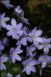 Gewöhnliches Leberblümchen, Hepatica nobilis, Hepatica triloba, Ranunculaceae, Hepatica nobilis, Hepatica triloba, Gewöhnliches Leberblümchen, Blatt Kauf von 00642hepatica_nobilisimg_5533.jpg
