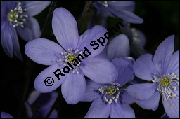 Gewöhnliches Leberblümchen, Hepatica nobilis, Hepatica triloba, Ranunculaceae, Hepatica nobilis, Hepatica triloba, Gewöhnliches Leberblümchen, Blatt Kauf von 00642hepatica_nobilisimg_5534.jpg