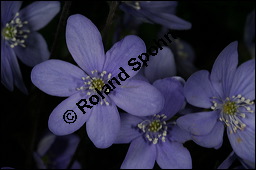 Gewöhnliches Leberblümchen, Hepatica nobilis, Hepatica triloba, Ranunculaceae, Hepatica nobilis, Hepatica triloba, Gewöhnliches Leberblümchen, Blatt Kauf von 00642hepatica_nobilisimg_5535.jpg