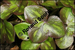 Gewöhnliches Leberblümchen, Hepatica nobilis, Hepatica triloba, Ranunculaceae, Hepatica nobilis, Hepatica triloba, Gewöhnliches Leberblümchen, Blatt Kauf von 00642hepatica_nobilisimg_6441.jpg