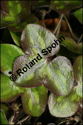 Gewöhnliches Leberblümchen, Hepatica nobilis, Hepatica triloba, Ranunculaceae, Hepatica nobilis, Hepatica triloba, Gewöhnliches Leberblümchen, Blatt Kauf von 00642hepatica_nobilisimg_6442.jpg