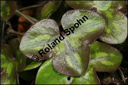 Gewöhnliches Leberblümchen, Hepatica nobilis, Hepatica triloba, Ranunculaceae, Hepatica nobilis, Hepatica triloba, Gewöhnliches Leberblümchen, Blatt Kauf von 00642hepatica_nobilisimg_6443.jpg
