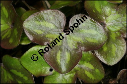 Gewöhnliches Leberblümchen, Hepatica nobilis, Hepatica triloba, Ranunculaceae, Hepatica nobilis, Hepatica triloba, Gewöhnliches Leberblümchen, Blatt Kauf von 00642hepatica_nobilisimg_6444.jpg