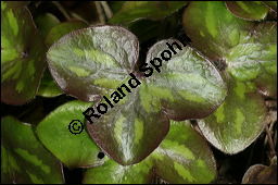Gewöhnliches Leberblümchen, Hepatica nobilis, Hepatica triloba, Ranunculaceae, Hepatica nobilis, Hepatica triloba, Gewöhnliches Leberblümchen, Blatt Kauf von 00642hepatica_nobilisimg_6445.jpg
