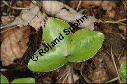 Gewöhnliches Leberblümchen, Hepatica nobilis, Hepatica triloba, Ranunculaceae, Hepatica nobilis, Hepatica triloba, Gewöhnliches Leberblümchen, Blatt Kauf von 00642hepatica_nobilisimg_6586.jpg