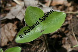 Gewöhnliches Leberblümchen, Hepatica nobilis, Hepatica triloba, Ranunculaceae, Hepatica nobilis, Hepatica triloba, Gewöhnliches Leberblümchen, Blatt Kauf von 00642hepatica_nobilisimg_6589.jpg