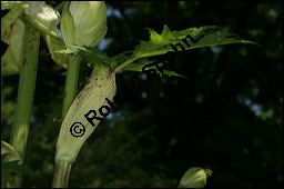 Riesen-Bärenklau, Herkulesstaude, Herkuleskraut, Heracleum mantegazzianum, Apiaceae, Heracleum mantegazzianum, Riesen-Bärenklau, Herkulesstaude, Herkuleskraut, Blattscheide Kauf von 00643heracleum_mantegazzianumimg_7994.jpg