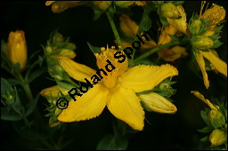Tüpfel-Johanniskraut, Hypericum perforatum, Hypericaceae, Hypericum perforatum, Tüpfel-Johanniskraut, Tüpfel-Hartheu, Blüte Kauf von 00655hypericum_perforatumimg_2419.jpg