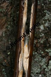 Prächtiger Trompetenbaum, Catalpa speciosa Kauf von 05211_catalpa_speciosa_img_5371.jpg