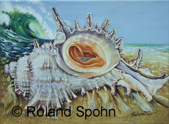 Ohrmuschel, Geh�rschnecke und Meeresrauschen