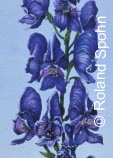 Pflanzenillustration Aconitum napellus Illustration Blauer Eisenhut lbild Roland Spohn
