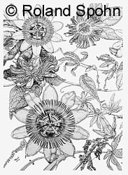 Passionsblumen (Zyklus Teil 1)