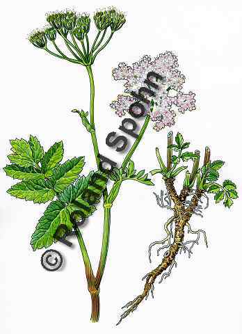 Pflanzenillustration Pimpinella major Illustration Grosse Bibernelle Aquarell Roland Spohn