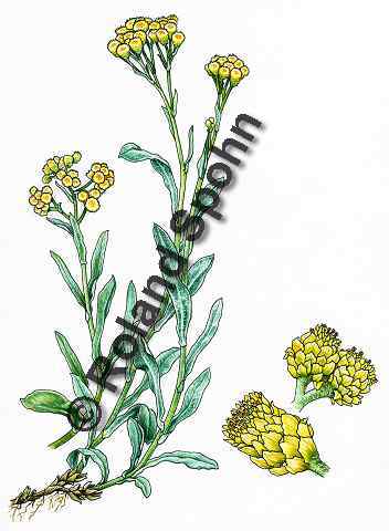 Pflanzenillustration Helichrysum arenarium Illustration Katzenpf�tchen, Sandstrohblume Aquarell Roland Spohn