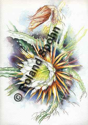 Pflanzenillustration, Aquarell Roland Spohn: Selenicereus grandiflorus, Cactus grandiflorus, K�nigin der Nacht