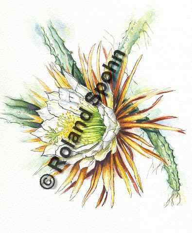 Pflanzenillustration Selenicereus grandiflorus Cactus grandiflorus Illustration K�nigin der Nacht Aquarell Roland Spohn