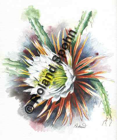 Pflanzenillustration Selenicereus grandiflorus Cactus grandiflorus Illustration K�nigin der Nacht Aquarell Roland Spohn