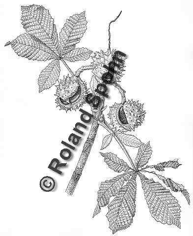 Aesculus hippocastanum, Rosskastanie