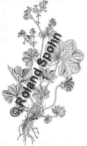 Pflanzenillustration Alchemilla vulgaris Illustration Gewhnlicher Frauenmantel Zeichnung Tuschezeichnung Roland Spohn