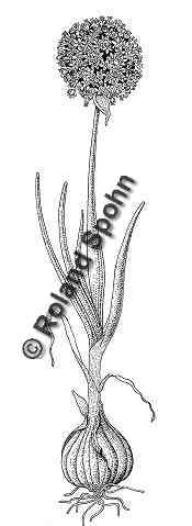 Pflanzenillustration Allium cepa Illustration Kchen-Zwiebel, Kchenzwiebel Zeichnung Tuschezeichnung Roland Spohn