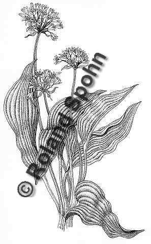 Pflanzenillustration Allium ursinum Illustration Brlauch Br-Lauch Zeichnung Tuschezeichnung Roland Spohn