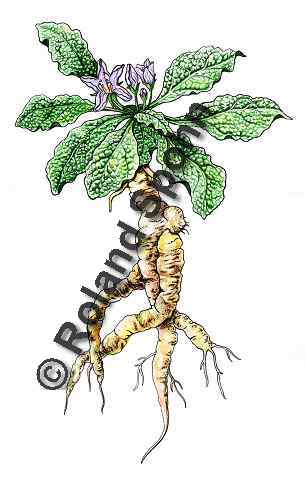 Pflanzenillustration Mandragora officinalis Illustration Alraune Aquarell Roland Spohn