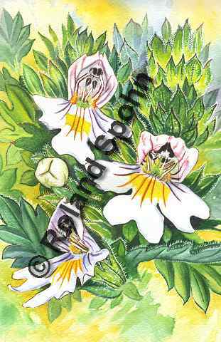 Pflanzenillustration Euphrasia officinalis Euphrasia rostkoviana Illustration Gro�er Augentrost Echter Augentrost Aquarell Roland Spohn