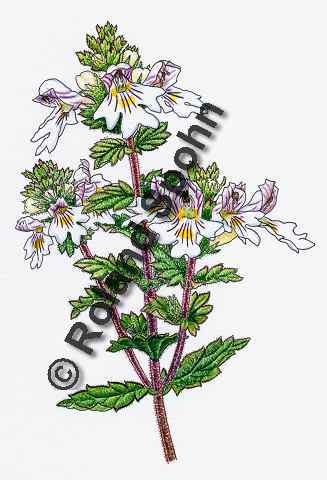 Pflanzenillustration Euphrasia officinalis Euphrasia rostkoviana Illustration Gro�er Augentrost Echter Augentrost Aquarell Roland Spohn
