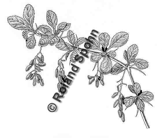 Pflanzenillustration Berberis vulgaris Illustration Gewhnliche Berberitze Sauerdorn Zeichnung Tuschezeichnung Roland Spohn