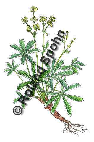 Pflanzenillustration Alchemilla alpina Illustration Alpen-Frauenmantel Aquarell mit Tusche Roland Spohn