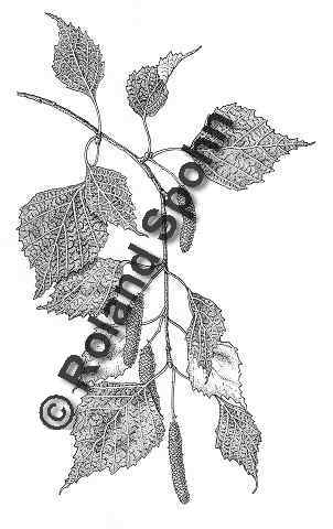 Pflanzenillustration Betula pendula Betula alba Betula verrucosa Illustration Hnge-Birke Weissbirke Warzenbirke Sandbirke Zeichnung Tuschezeichnung Roland Spohn