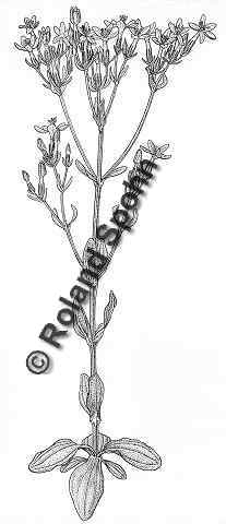Pflanzenillustration Centaurium erythraea Erythraea centaurium Centaurium umbellatum 	Illustration Echtes Tausendgldenkraut Zeichnung Tuschezeichnung Roland Spohn