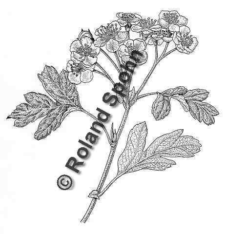 Pflanzenillustration Crataegus monogyna Illustration Eingriffliger Weidorn Zeichnung Tuschezeichnung Roland Spohn