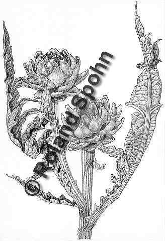 Cynara scolymus, Artischocke