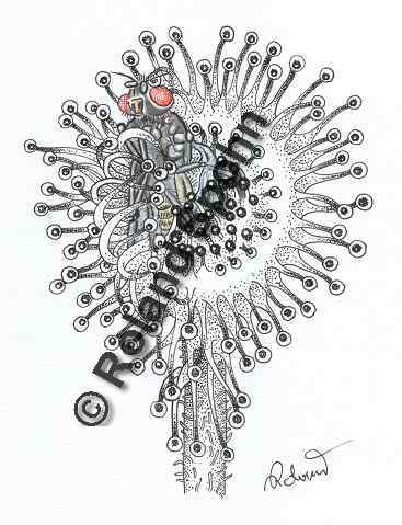 Pflanzenillustration Drosera rotundifolia Illustration Rundblttriger Sonnentau Zeichnung Tuschezeichnung Roland Spohn