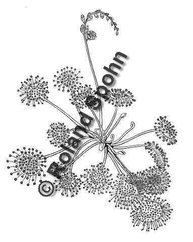 Pflanzenillustration Drosera rotundifolia Illustration Rundbl�ttriger Sonnentau Zeichnung Tuschezeichnung Roland Spohn