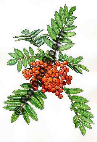 Pflanzenillustration Sorbus aucuparia Illustration Eberesche, Vogelbeerbaum Aquarell Roland Spohn