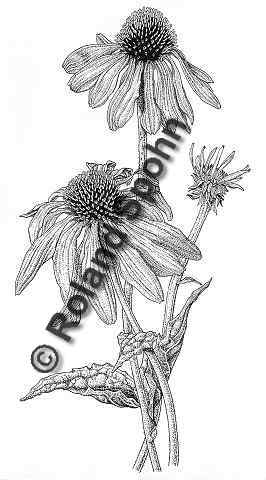 Echinacae purpurea, Purpur-Sonnenhut